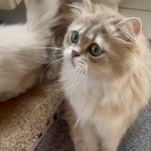 Foto van de poes