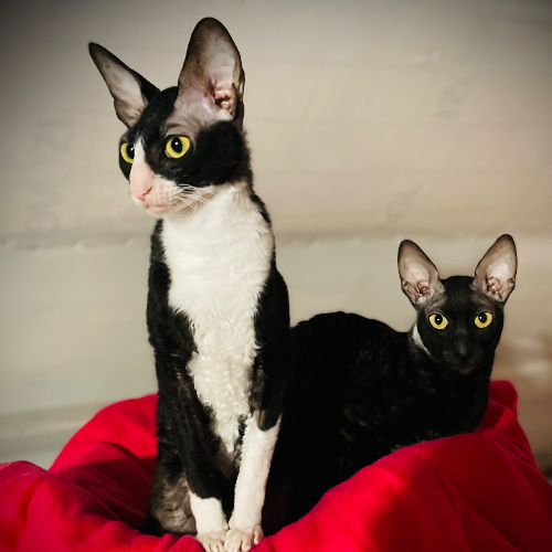 Foto van de poes