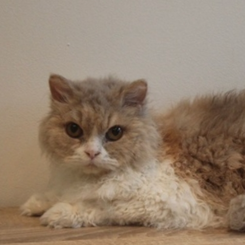 Foto van de poes