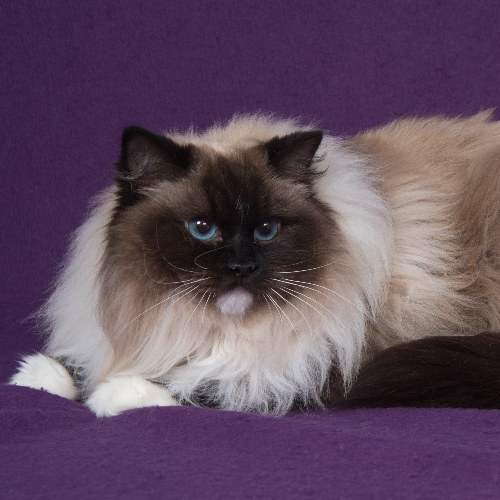 Foto van de poes