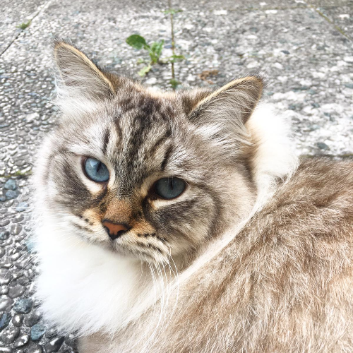 Foto van de poes