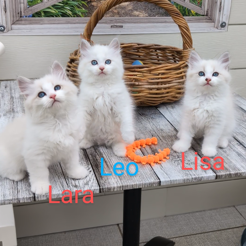 Foto van de poes