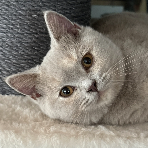 Foto van de poes
