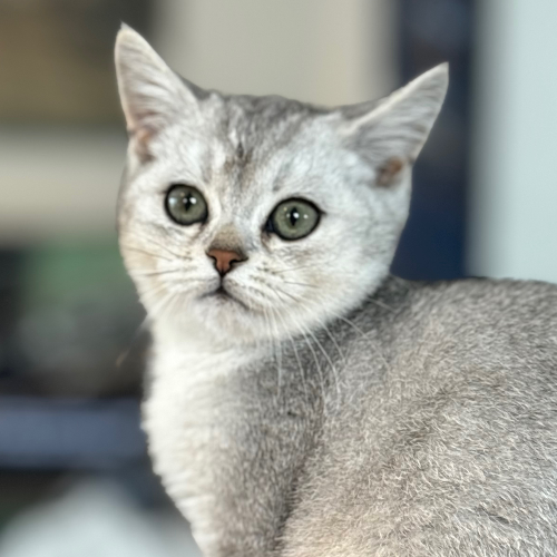 Foto van de poes
