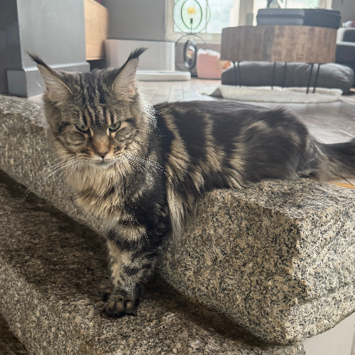 Foto van de poes