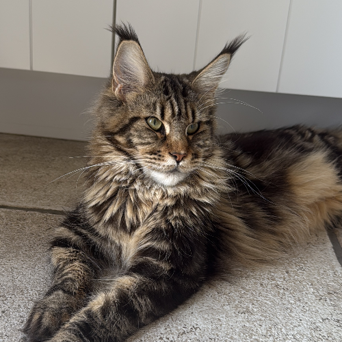 Foto van de poes