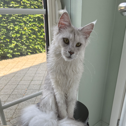 Foto van de poes