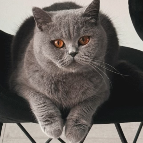 Foto van de poes