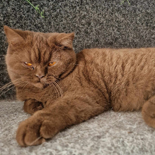 Foto van de poes