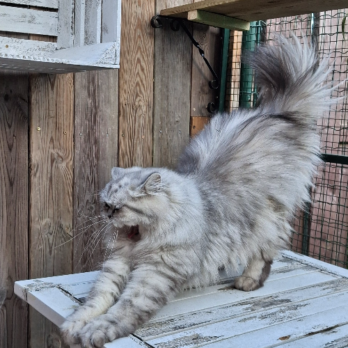 Foto van de poes