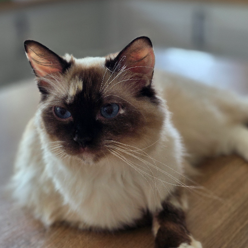 Foto van de poes