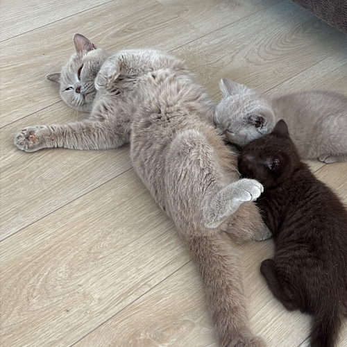 Foto van de poes