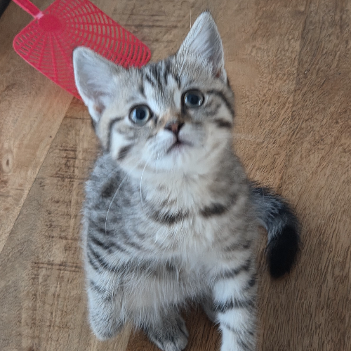 Foto van de poes