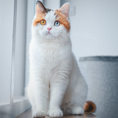 Foto van de poes