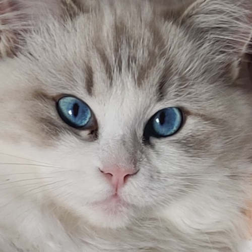 Foto van de poes