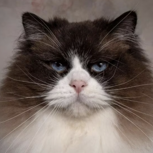 Foto van de poes