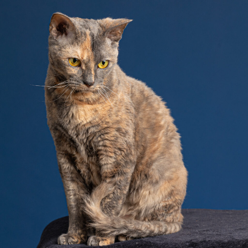 Foto van de poes