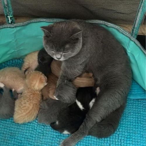 Foto van de poes