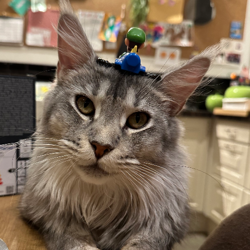 Foto van de poes