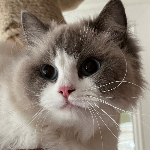 Foto van de poes