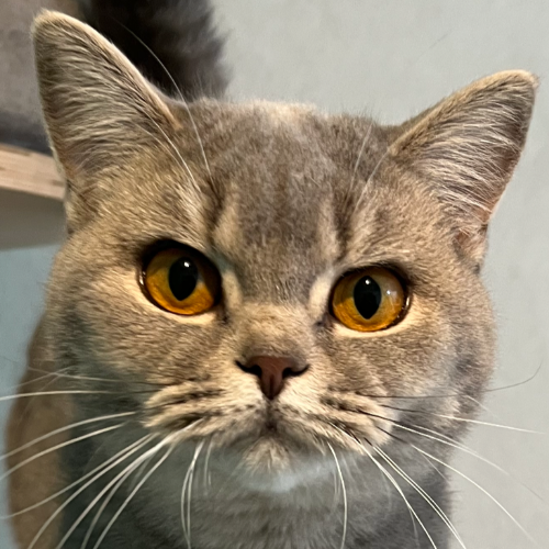 Foto van de poes