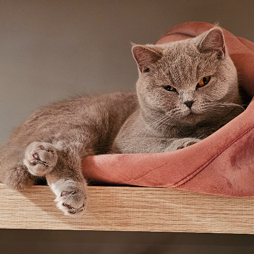 Foto van de poes