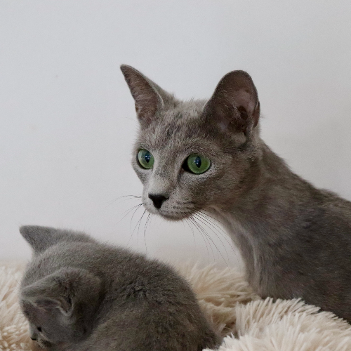 Foto van de poes