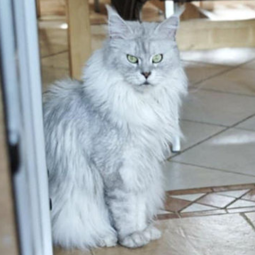 Foto van de poes