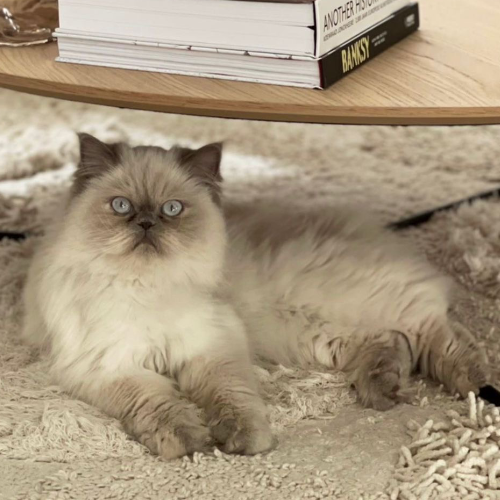 Foto van de poes