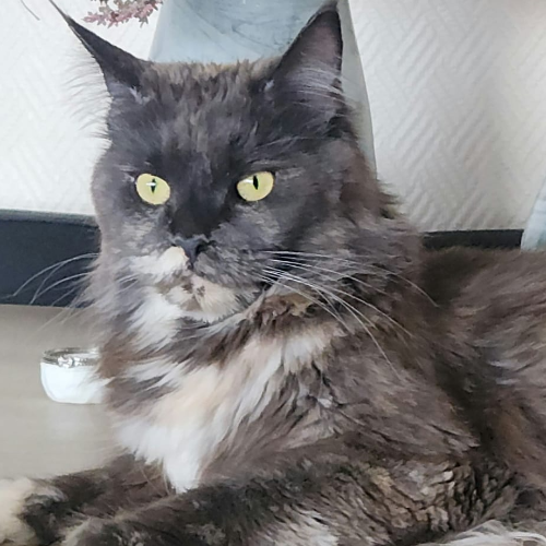 Foto van de poes