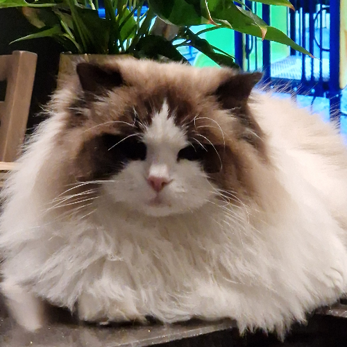 Foto van de poes