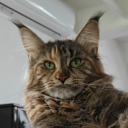 Foto van de poes