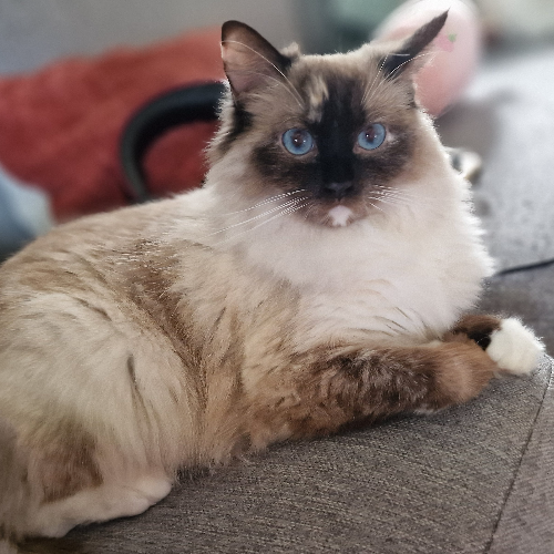 Foto van de poes