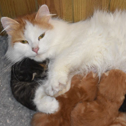 Foto van de poes