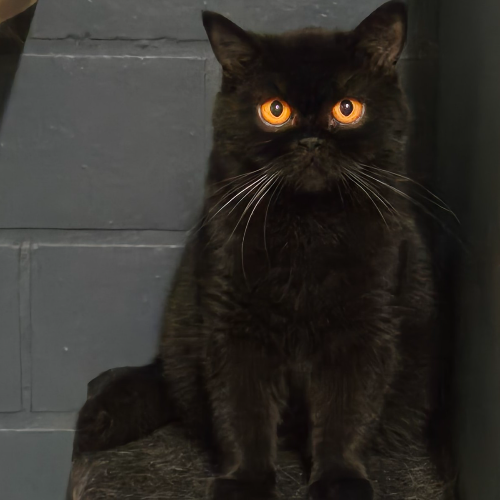Foto van de poes