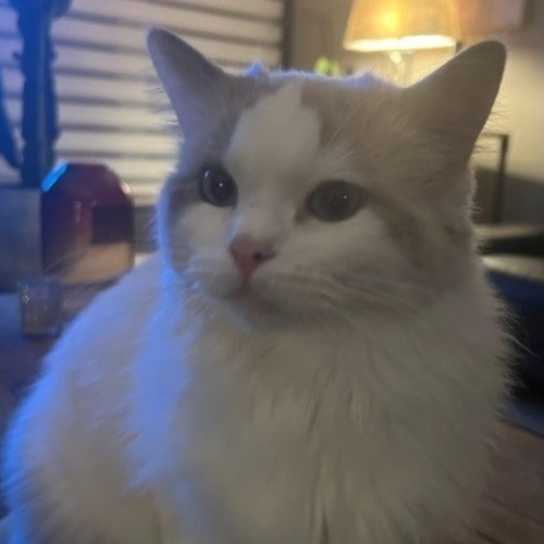 Foto van de poes