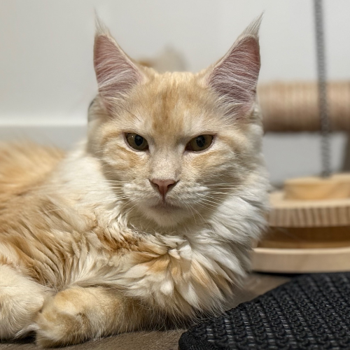 Foto van de poes
