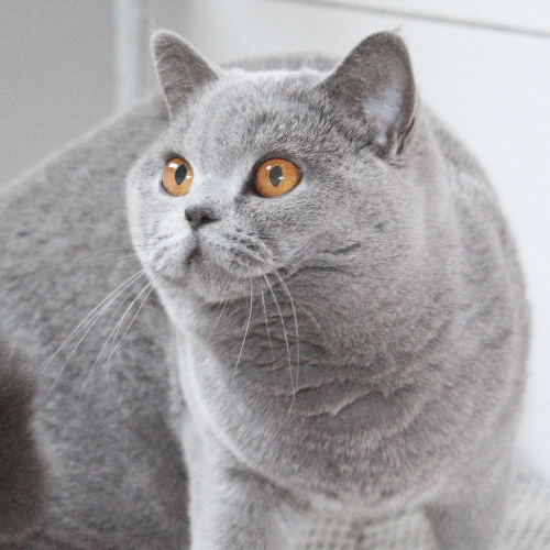 Foto van de poes