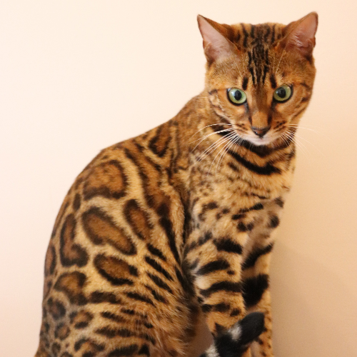 Foto van de poes