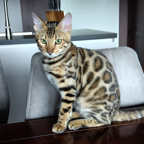 Foto van de poes
