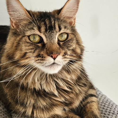 Foto van de poes