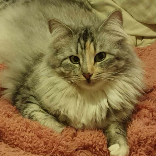 Foto van de poes