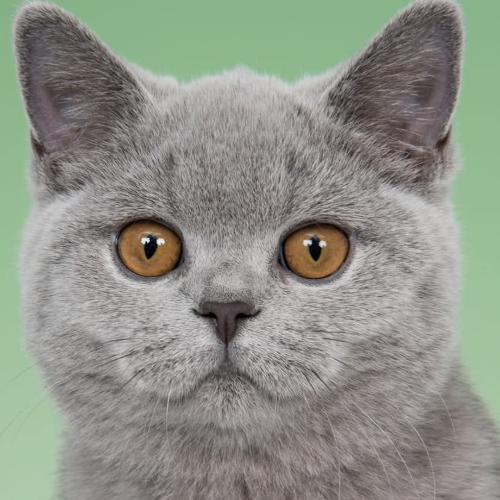 Foto van de poes