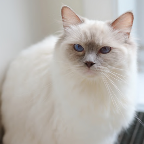 Foto van de poes
