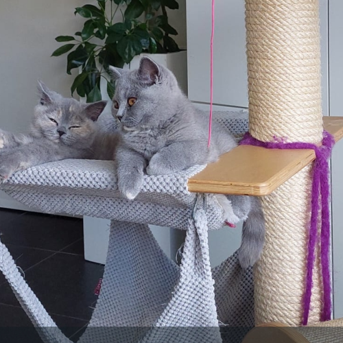 Foto van de poes