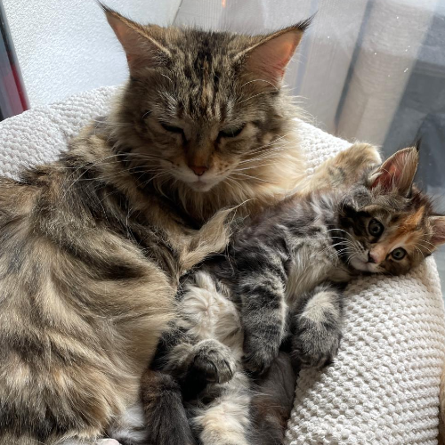 Foto van de poes