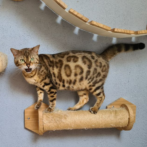 Foto van de poes