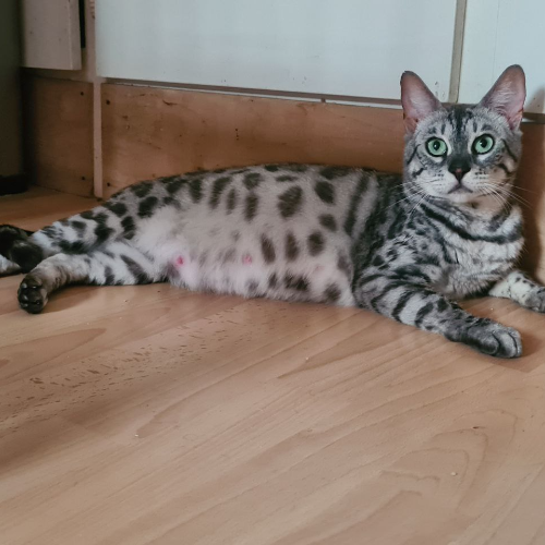 Foto van de poes