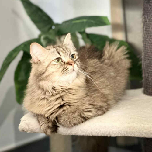 Foto van de poes