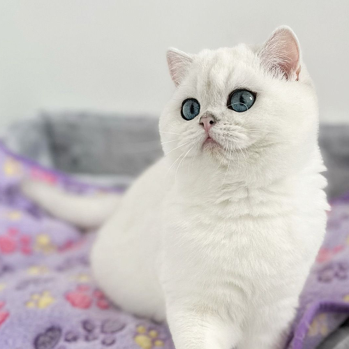 Foto van de poes